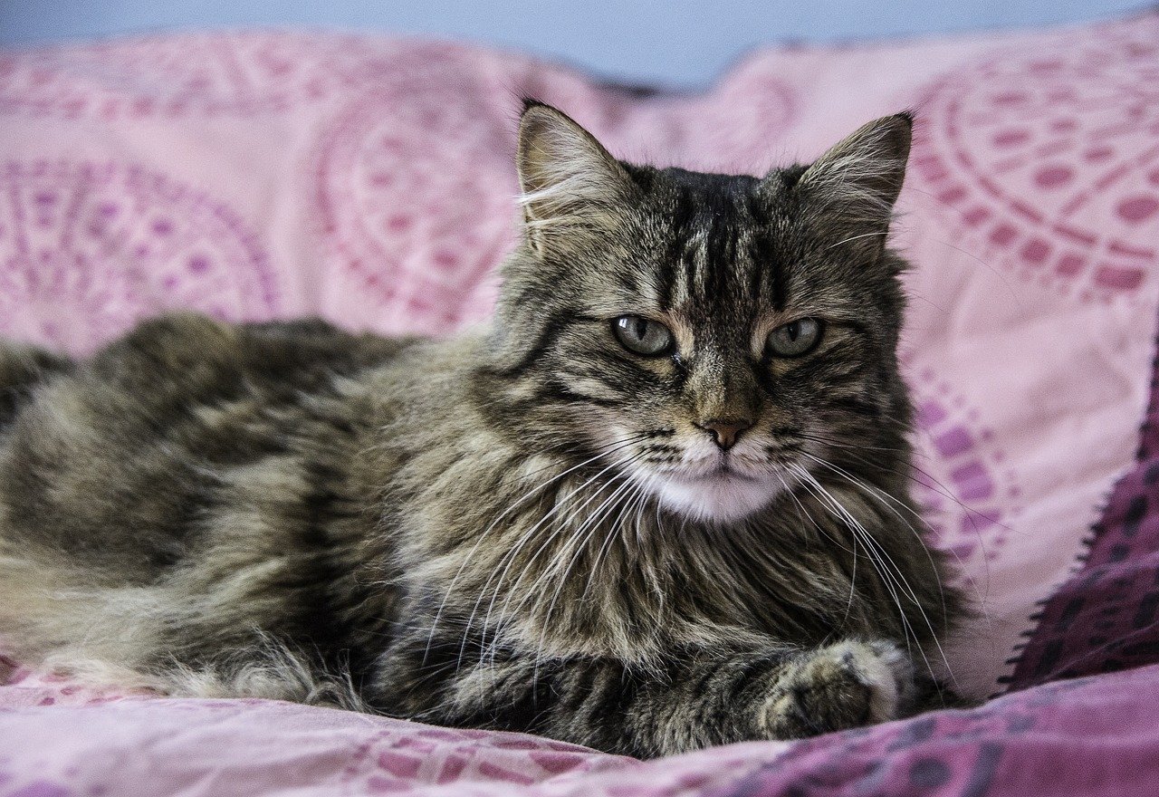 soigner votre chat avec des remèdes naturels problèmes de peaux ou de poils