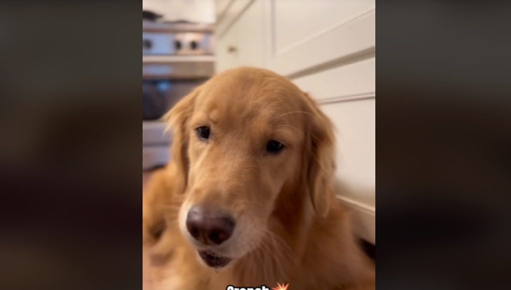 vidéo chien mange pomme première fois
