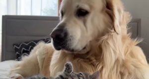 Découvrez la joie de ce Golden Retriever qui découvre un petit chaton joie de ce Golden Retriever découvre chaton