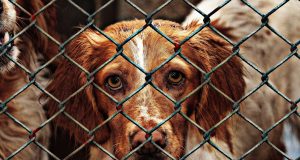 Les avantages inattendus d’adopter un animal dans un refuge animal de refuge