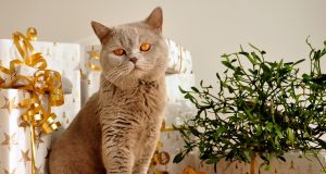 Le British Shorthair : Caractère et alimentation de la race British Shorthair