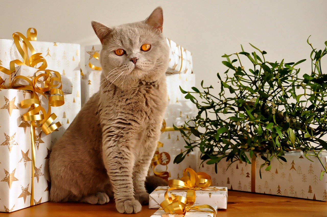 British Shorthair