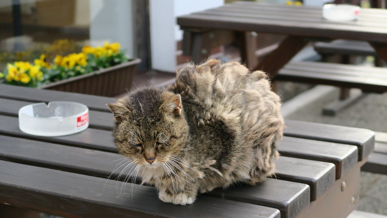 chat âgé