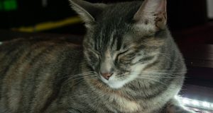 Comment assurer le bonheur et le confort d’un chat âgé ? chat âgé