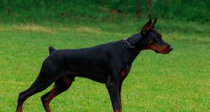 Le Doberman : Caractère et alimentation de la race Doberman