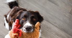 Comment choisir les meilleurs jouets pour son chien ? chien et jouet