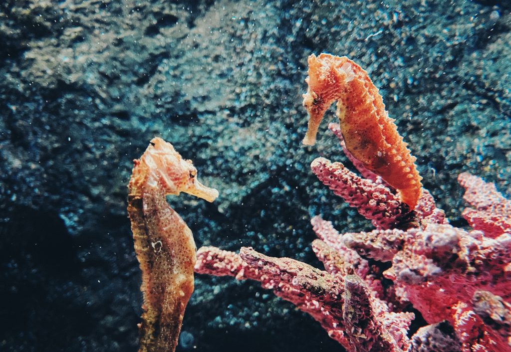 reproduction hippocampes