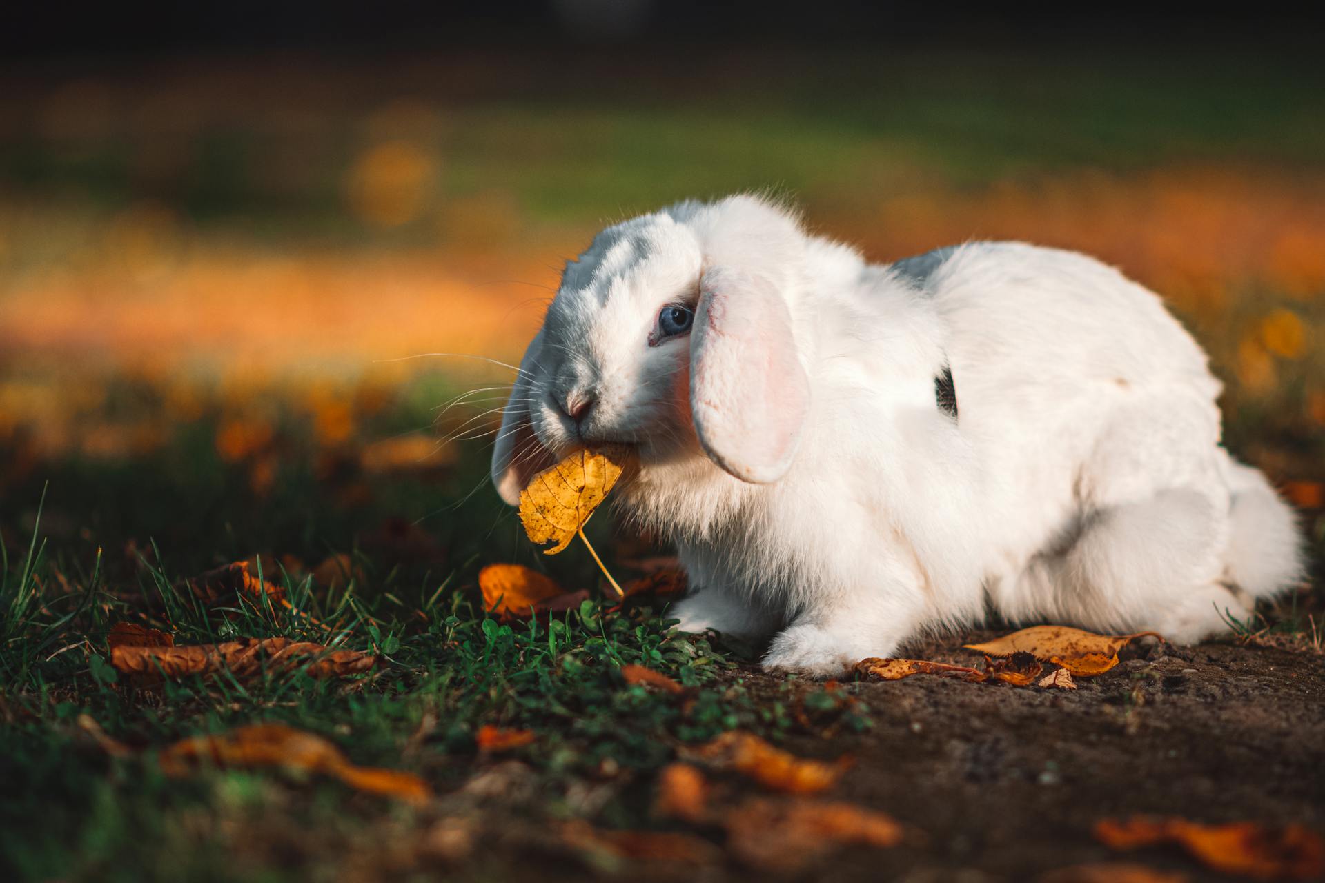 lapin nain