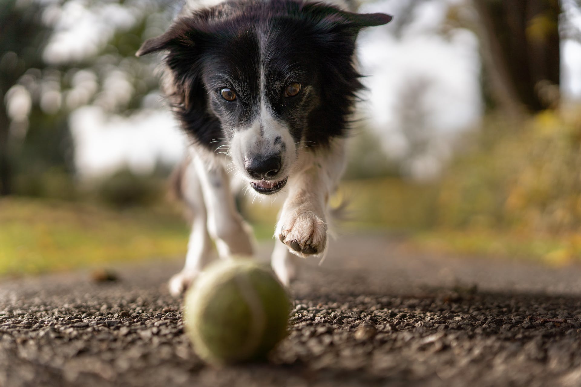 chien qui joue