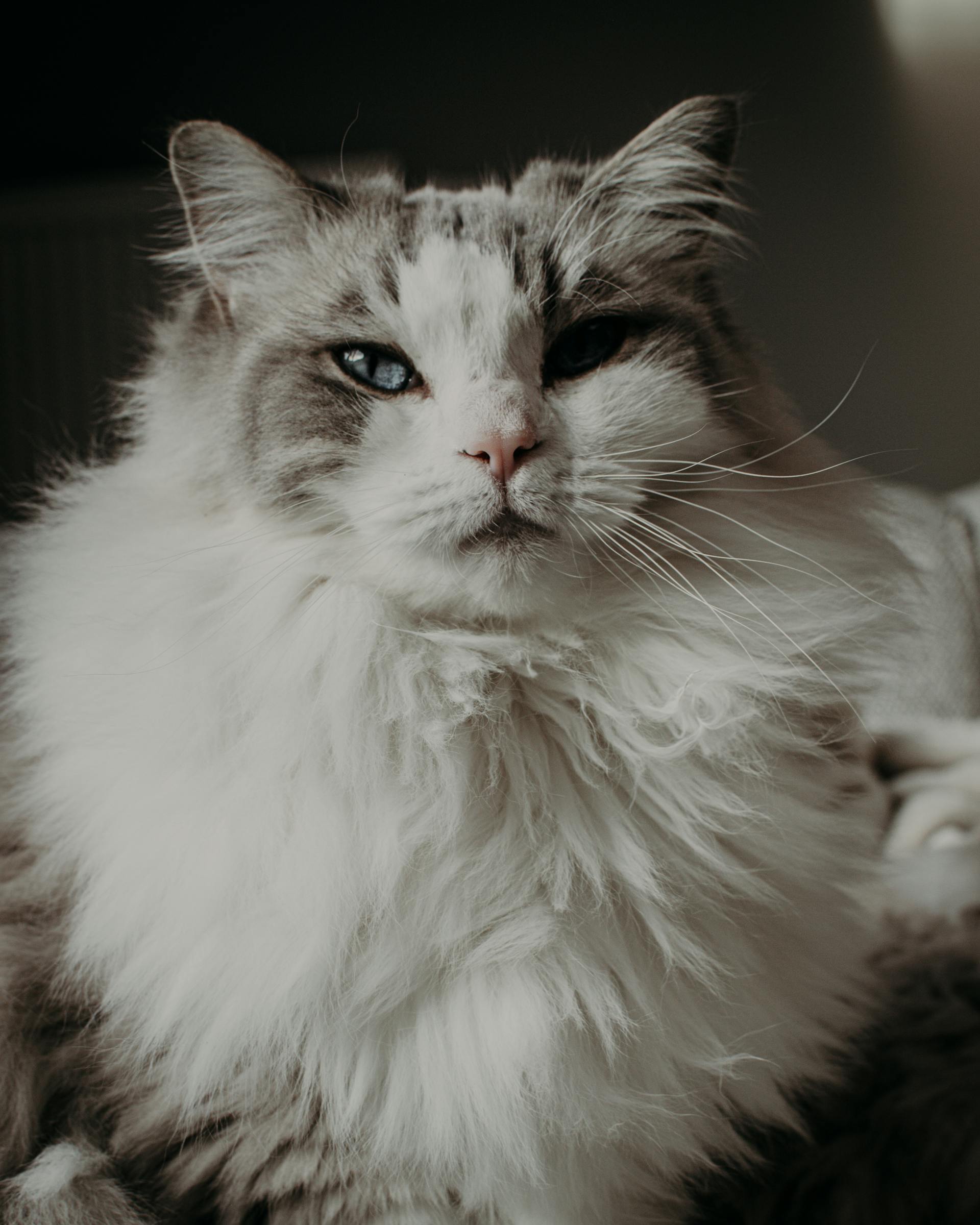 le Ragdoll