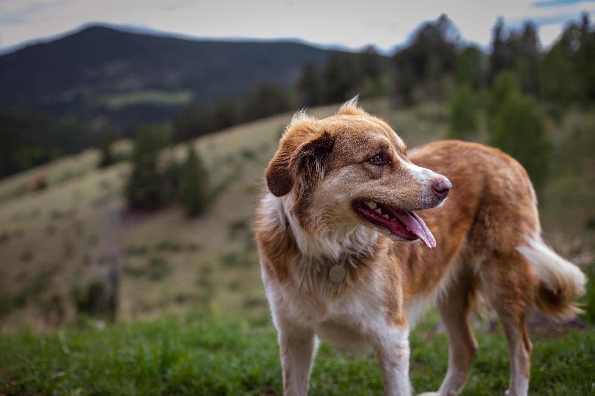 chien anxieux