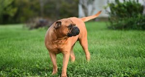 Pourquoi certains chiens chassent-ils leur queue ? chiens qui chassent leur queue