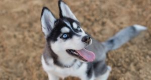 Mini Husky : un compagnon canin ultra expressif ! Mini Husky