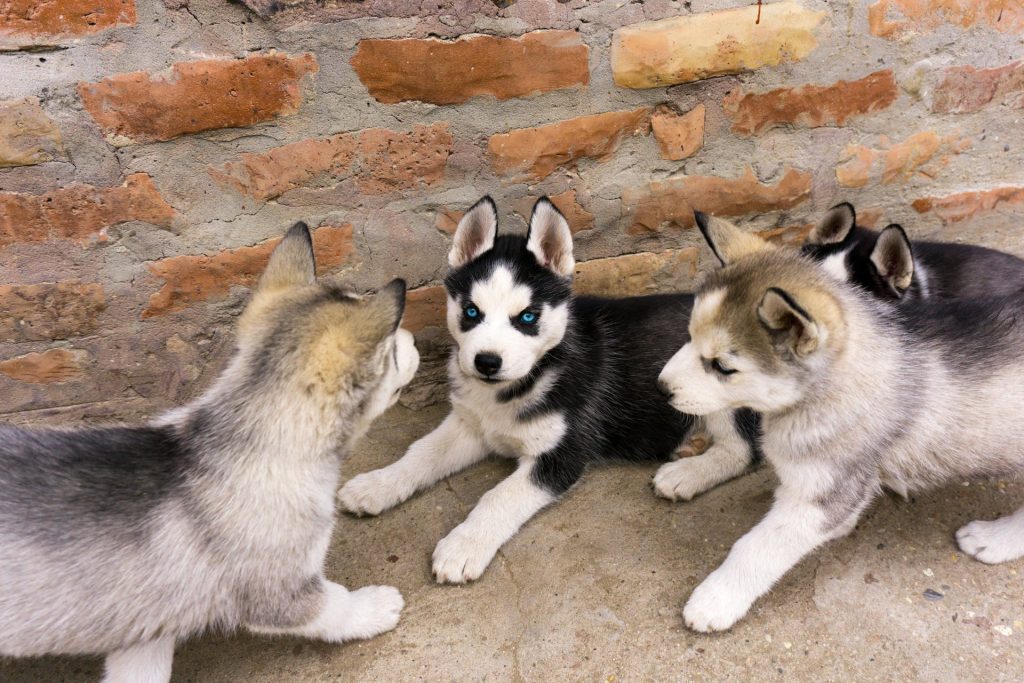 mini huskies