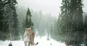 Léopard des neiges : Le gardien invisible des montagnes léopard des neiges