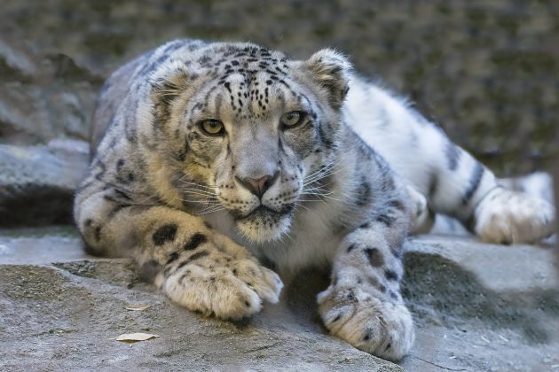 Léopard des neiges : protecteur discret des sommets