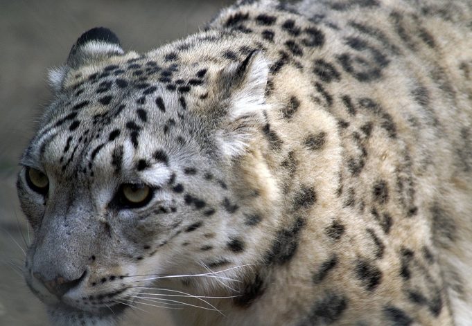 Léopard des neiges : protecteur discret des sommets