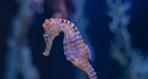 Hippocampes : à la découverte des secrets de la vie sous-marine hippocampes