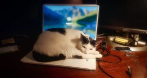 Chats et technologie : comment nos félins s’adaptent au numérique ? chat et technologie