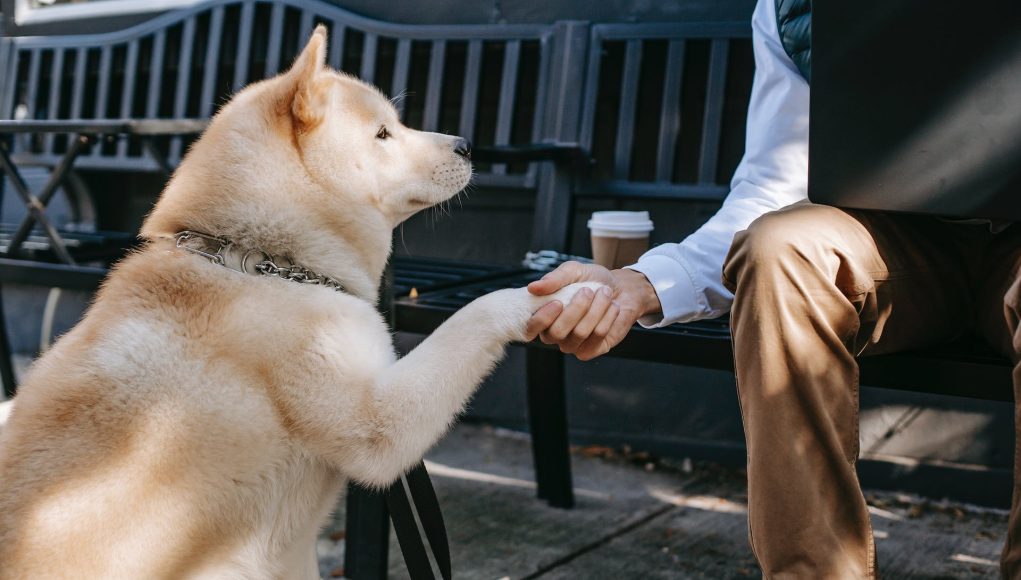 éduquer un chien adulte