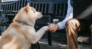 Comment éduquer un chien adulte ? éduquer un chien adulte