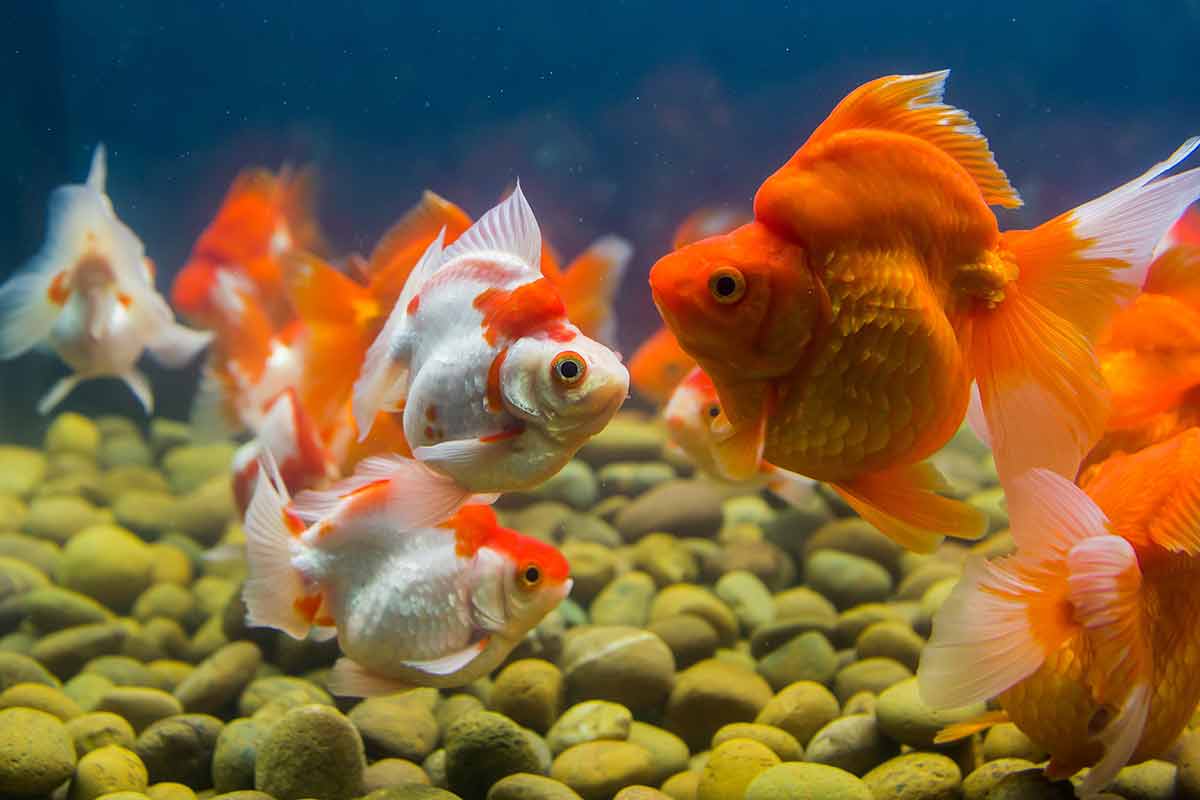 La reproduction du poisson rouge infos et conseils Aquabase