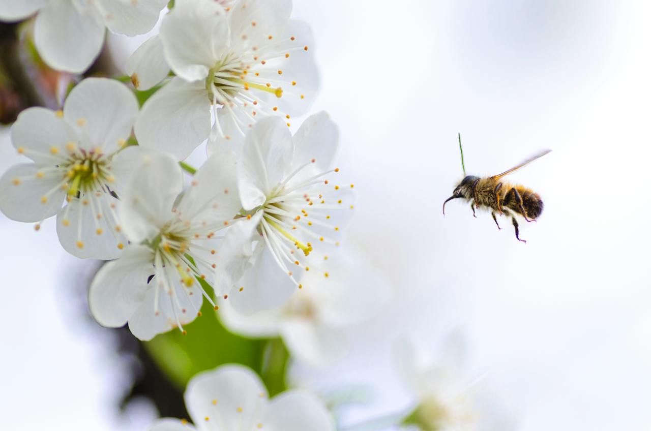 abeille Animal en A