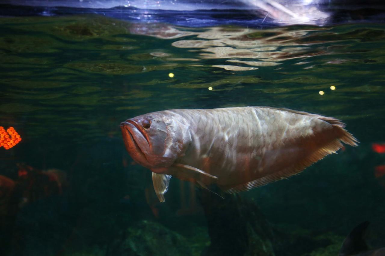 Arowana