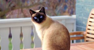 Siamois – Tout savoir sur cette race de chat chat siamois