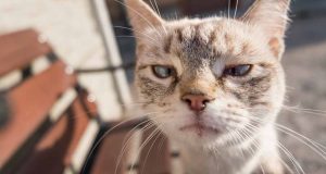 6 choses que les chats détestent chez les humains