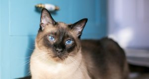 4 comportements qui montrent que c’est bien votre chat qui est le maître de votre maison comportements montrent bien votre chat qui est le maître de votre maison
