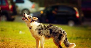 La race de chien préférée des Français révélée, vous allez-être surpris !