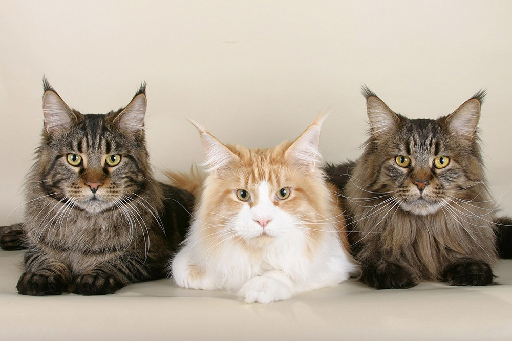 chats Maine Coon
