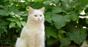 Angora Turc : Caractère et alimentation de la race chat de la race Angora Turc