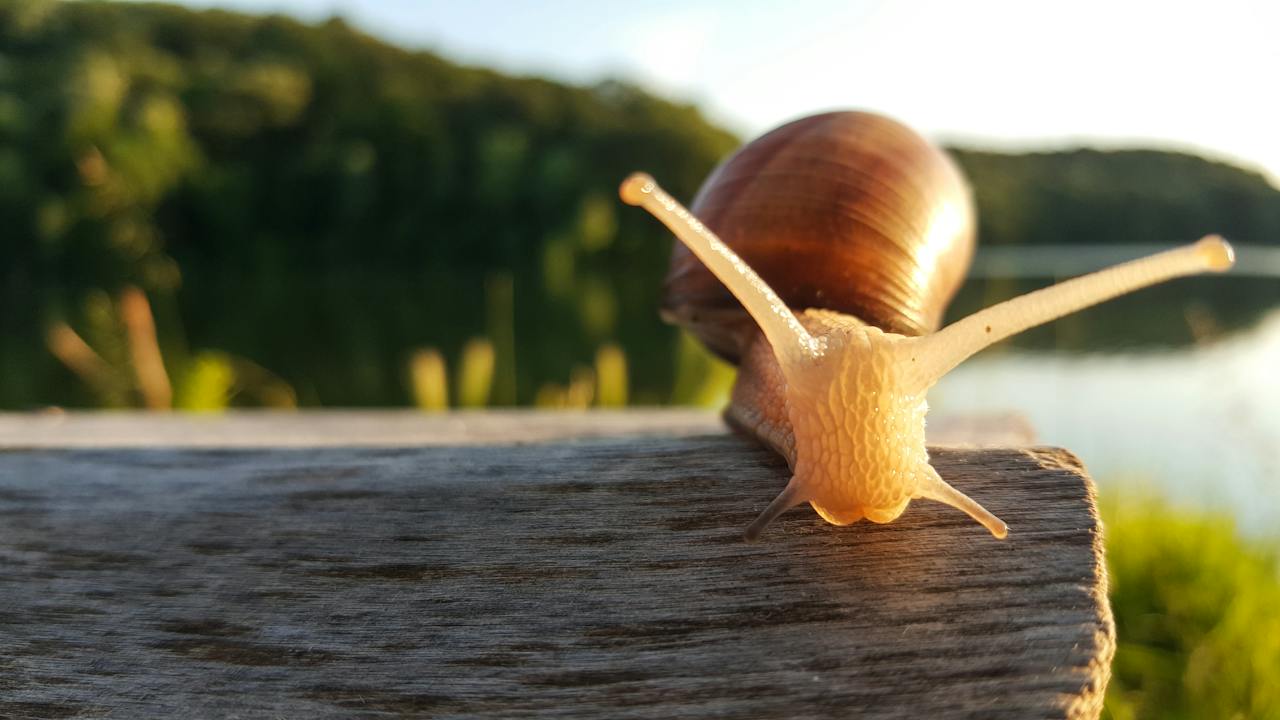 L’escargot