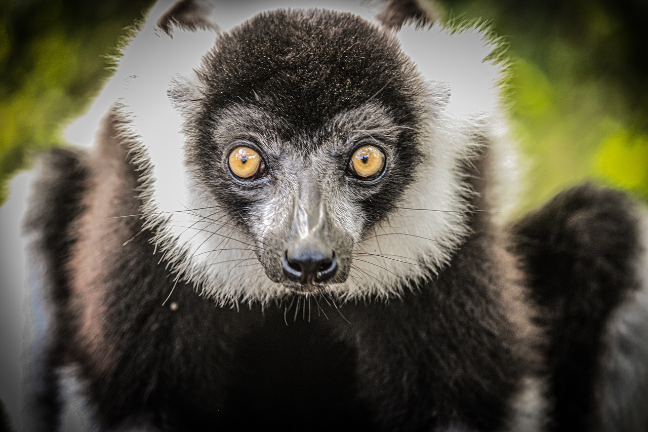 animal commençant par lettre i