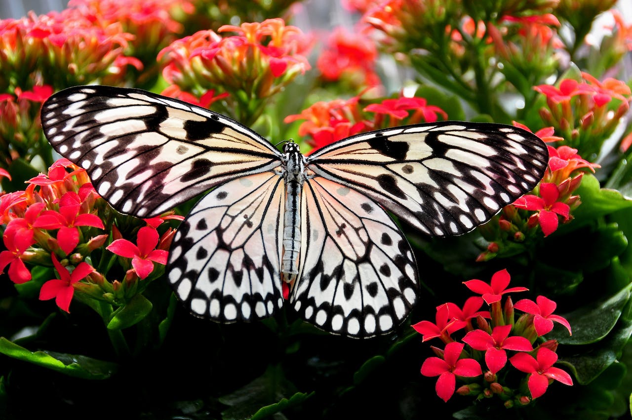 papillon