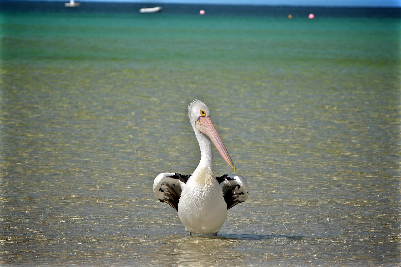pélican