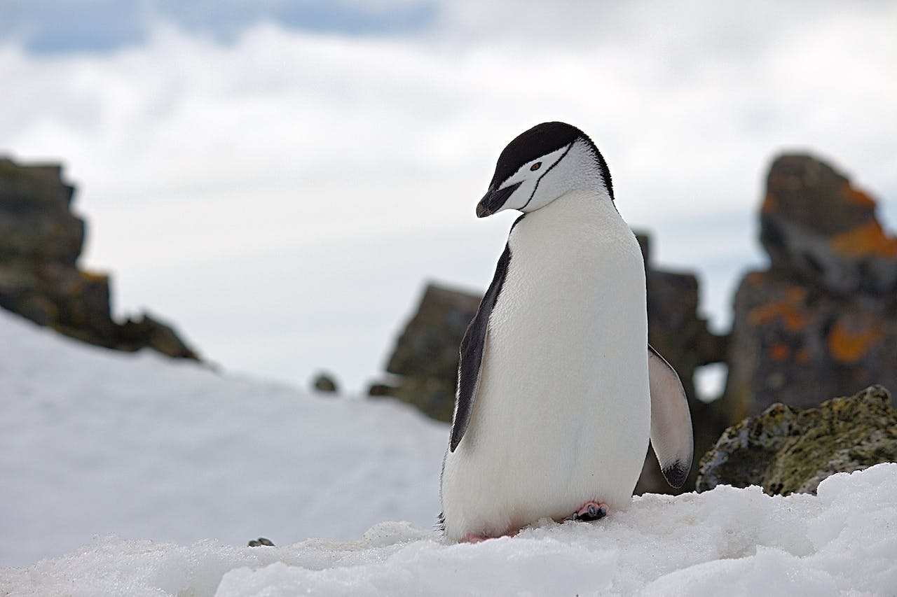 pingouin