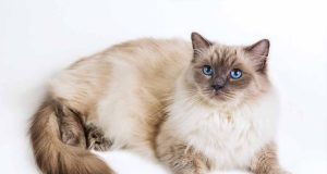 Le Ragdoll : Caractère et alimentation de la race race de chat Ragdoll