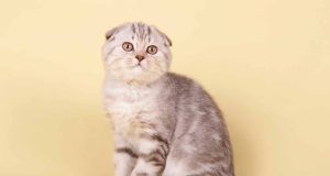 Le Scottish Fold : Caractère et alimentation de la race Scottish Fold