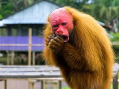 Animal en U : les animaux commençant par la lettre u Animal en U : Les animaux commençant par la lettre U