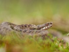 Animal en V : Les animaux commençant par la lettre V Animal en V : Les animaux commençant par la lettre V