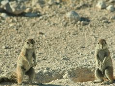 Animal en X : Les animaux commençant par la lettre X Animal en X : Les animaux commençant par la lettre X