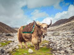 Animal en Y : Les animaux commençant par la lettre Y Animal en Y : Les animaux commençant par la lettre Y