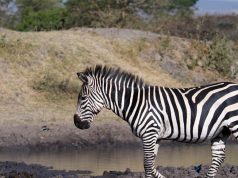 Animal en Z : Les animaux commençant par la lettre Z Animal en Z : Les animaux commençant par la lettre Z
