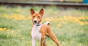 Le Basenji : Caractère et alimentation de la race