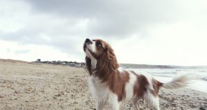 Le Cavalier King Charles : caractère et alimentation de la race Cavalier King Charles