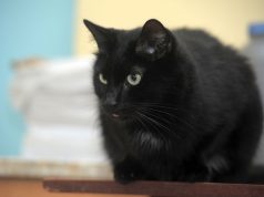 Le Bombay : Caractère et alimentation de la race race de chat Bombay