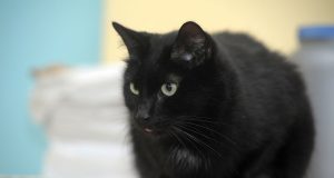 Le Bombay : Caractère et alimentation de la race race de chat Bombay